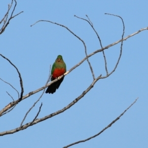 Alisterus scapularis at Monash, ACT - 5 Jun 2021