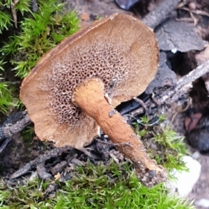 Coltricia sp. at Holt, ACT - 24 May 2021