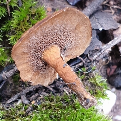 Coltricia sp. at Holt, ACT - 24 May 2021 by drakes