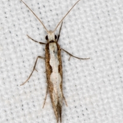 Plutella xylostella (Diamondback Moth) at Goorooyarroo NR (ACT) - 6 Nov 2020 by Bron