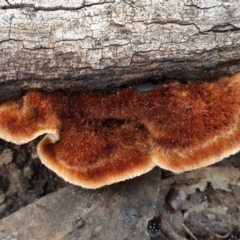 Postia pelliculosa (A wood-rotting bracket fungus) at Holt, ACT - 24 May 2021 by drakes