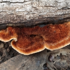 Postia pelliculosa (A wood-rotting bracket fungus) at Holt, ACT - 23 May 2021 by drakes