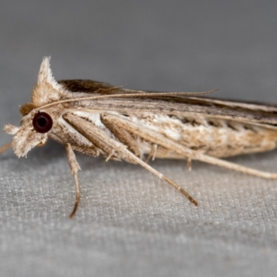 Lygephila fallax (Double-spotted Snout) at Melba, ACT - 4 Nov 2020 by Bron