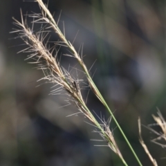 Aristida ramosa (Purple Wire Grass) at Wodonga, VIC - 5 Jun 2021 by Kyliegw