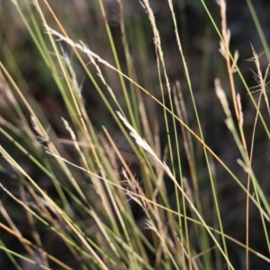 Aristida ramosa at Wodonga - 5 Jun 2021 10:46 AM