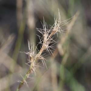 Aristida ramosa at Wodonga - 5 Jun 2021 10:46 AM