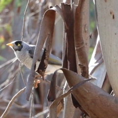 Manorina melanocephala (Noisy Miner) at Wodonga - 5 Jun 2021 by Kyliegw