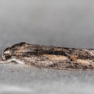 Agriophara leptosemela at Melba, ACT - 4 Nov 2020