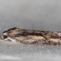 Agriophara leptosemela (A Gelechioid moth) at Melba, ACT - 4 Nov 2020 by Bron