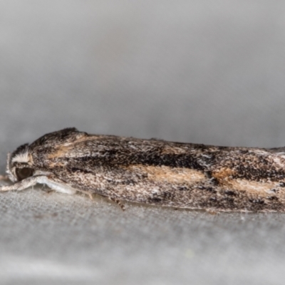 Agriophara leptosemela (A Gelechioid moth) at Melba, ACT - 4 Nov 2020 by Bron
