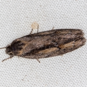 Agriophara leptosemela at Melba, ACT - 4 Nov 2020