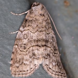 Calathusa sp nr dispila at Melba, ACT - 4 Nov 2020 09:23 PM