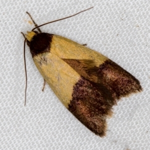 Heteroteucha dichroella at Melba, ACT - 4 Nov 2020