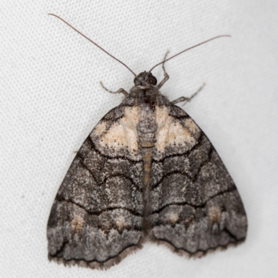 Dysbatus undescribed species (A Line-moth) at Melba, ACT - 4 Nov 2020 by Bron