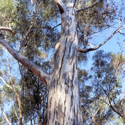 Eucalyptus blakelyi (Blakely's Red Gum) at Wodonga, VIC - 5 Jun 2021 by Kyliegw