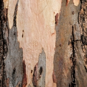 Eucalyptus blakelyi at Wodonga, VIC - 5 Jun 2021