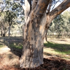 Eucalyptus blakelyi (Blakely's Red Gum) at Wodonga, VIC - 5 Jun 2021 by Kyliegw