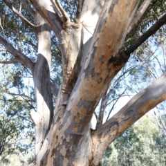 Eucalyptus blakelyi at Wodonga, VIC - 5 Jun 2021 10:18 AM