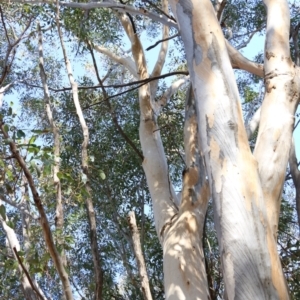 Eucalyptus blakelyi at Wodonga, VIC - 5 Jun 2021