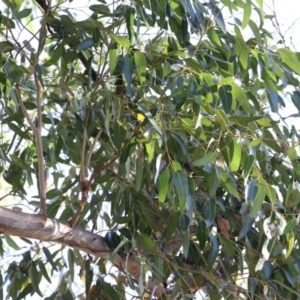 Eucalyptus blakelyi at Wodonga, VIC - 5 Jun 2021