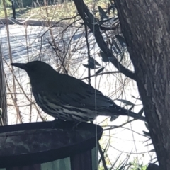 Oriolus sagittatus (Olive-backed Oriole) at Chifley, ACT - 5 Jun 2021 by George