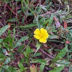 Hibbertia obtusifolia (Grey Guinea-flower) at Norris Hill - 1 Jun 2021 by ChrisAllen