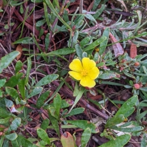 Hibbertia obtusifolia at Albury - 2 Jun 2021 08:37 AM