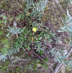 Hibbertia obtusifolia at Albury - 2 Jun 2021 08:37 AM