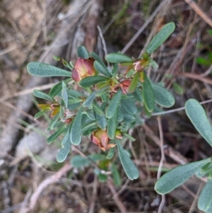Hibbertia obtusifolia at Albury - 2 Jun 2021