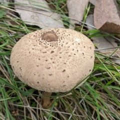 Unidentified Cap on a stem; gills below cap [mushrooms or mushroom-like] at Glenroy, NSW - 2 Jun 2021 by ChrisAllen