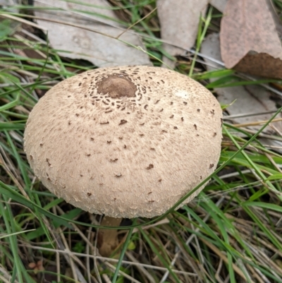 Chlorophyllum/Macrolepiota sp. at Glenroy, NSW - 2 Jun 2021 by ChrisAllen