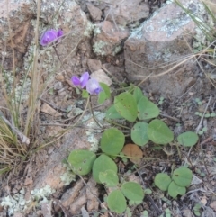 Glycine tabacina (Variable Glycine) at Rob Roy Range - 30 Mar 2021 by michaelb