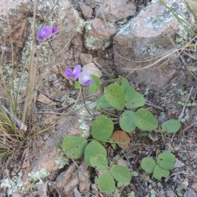 Glycine tabacina (Variable Glycine) at Rob Roy Range - 30 Mar 2021 by michaelb