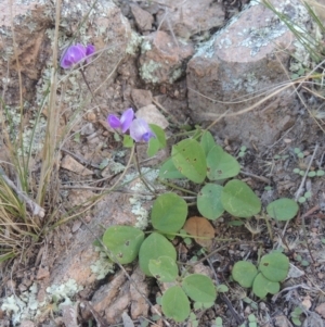 Glycine tabacina at Conder, ACT - 30 Mar 2021