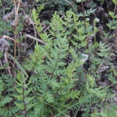Cheilanthes distans (Bristly Cloak Fern) at Rob Roy Range - 30 Mar 2021 by michaelb