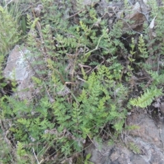 Cheilanthes distans at Conder, ACT - 30 Mar 2021 07:40 PM