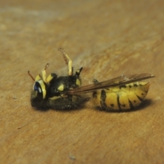 Vespula germanica (European wasp) at Conder, ACT - 2 May 2021 by michaelb