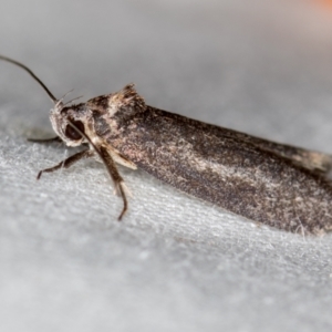 Oecophoridae (family) at Melba, ACT - 4 Nov 2020 09:38 PM