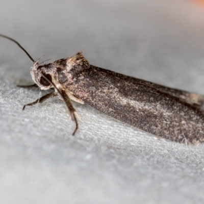 Oecophoridae (family) (Unidentified Oecophorid concealer moth) at Melba, ACT - 4 Nov 2020 by Bron