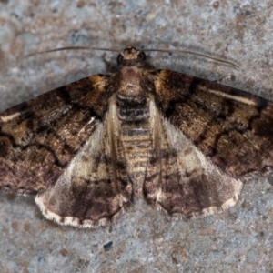 Cryphaea xylina at Melba, ACT - 4 Nov 2020