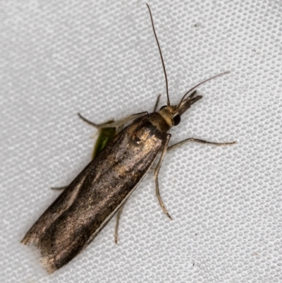 Etiella behrii (Lucerne Seed Web Moth) at Melba, ACT - 4 Nov 2020 by Bron