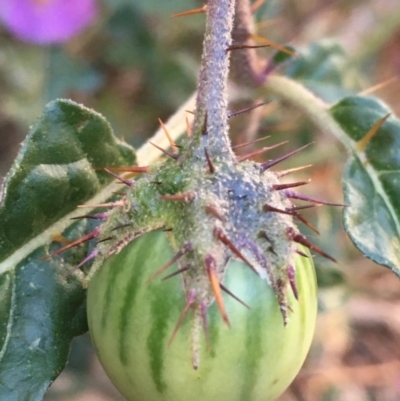 Solanum cinereum (Narrawa Burr) at Mount Ainslie - 4 Jun 2021 by JaneR