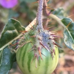 Solanum cinereum (Narrawa Burr) at Majura, ACT - 4 Jun 2021 by JaneR