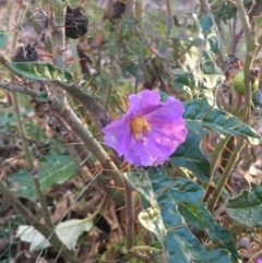 Solanum cinereum at Majura, ACT - 4 Jun 2021