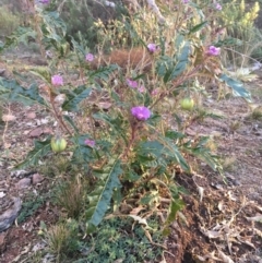 Solanum cinereum at Majura, ACT - 4 Jun 2021