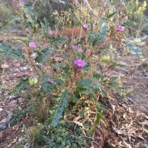 Solanum cinereum at Majura, ACT - 4 Jun 2021