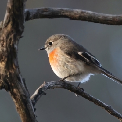 Petroica boodang (Scarlet Robin) at Mount Ainslie - 5 Jun 2021 by jb2602