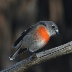 Petroica boodang at Majura, ACT - 5 Jun 2021