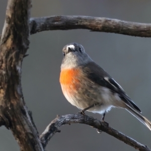 Petroica boodang at Majura, ACT - 5 Jun 2021