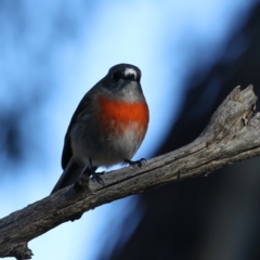 Petroica boodang at Majura, ACT - 5 Jun 2021